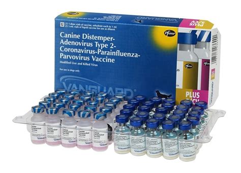 comprar vacina v10 importada  Yorkshire Fêmea Mini Com A Primeira Dose Da Vacina Importada